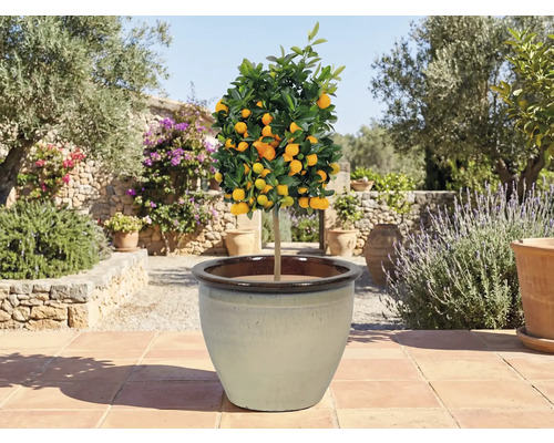 Citrusovník v kvetináči na terase