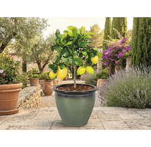 Citrónovník s plodmi v kvetináči v záhrade