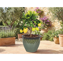 Citrónovník v kvetináči na terase