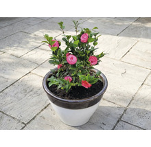 Kamelie v kvetináči s ružovými kvetmi