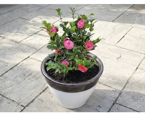 Kamelie v kvetináči s ružovými kvetmi