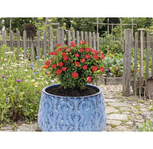 Červená ruža v modrom kvetináči v záhrade