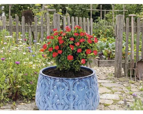 Červená ruža v modrom kvetináči v záhrade