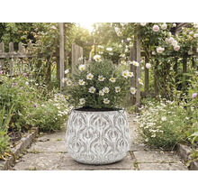 Sedmokrásky v ozdobnom kvetináči na záhradnom chodníku