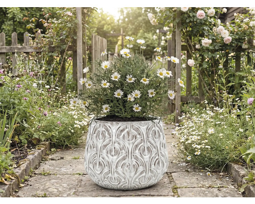 Sedmokrásky v ozdobnom kvetináči na záhradnom chodníku