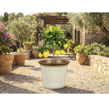 Citrónovník v kvetináči vonku