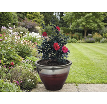 Kamelia s červenými kvetmi v kvetináči