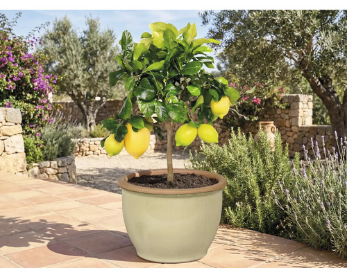 Citrónovník v kvetináči so zrelými plodmi do záhrady alebo na terasu