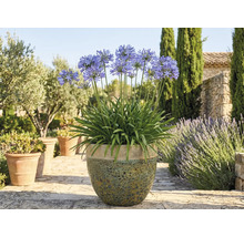 Kvitnúca Agapanthus v kvetináči v záhrade.