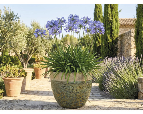 Kvitnúca Agapanthus v kvetináči v záhrade.