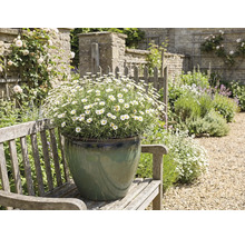 Záhradná krajina s margarétkami v kvetináči na lavičke