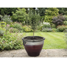 Rozmarínová rastlina v kvetináči v záhrade.