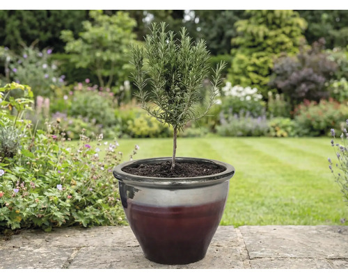 Rozmarínová rastlina v kvetináči v záhrade.