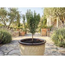 Rozmarínová rastlina v kvetináči pre záhradu alebo terasu