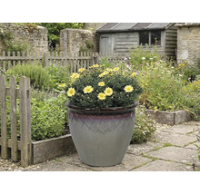 Žlté margarétky v ozdobnom kvetináči v záhrade.