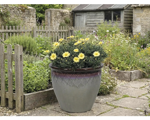 Žlté margarétky v ozdobnom kvetináči v záhrade.