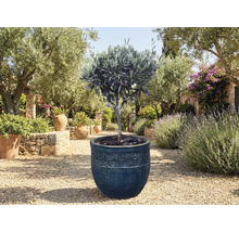 Olivovník v kvetináči v záhrade.