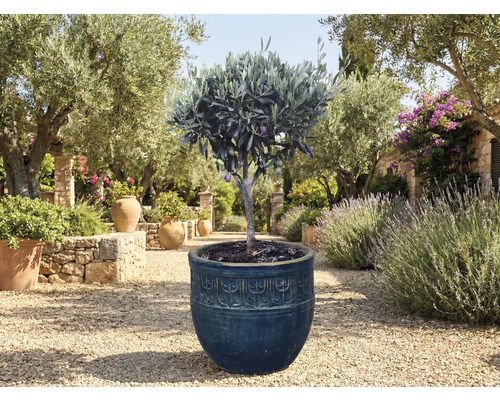 Olivovník v kvetináči v záhrade.