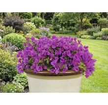 Fialová bugenvilea v kvetináči v záhrade