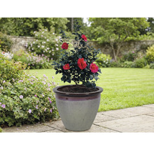 Kamelie v kvetináči v záhrade