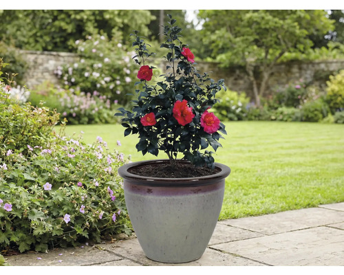 Kamelie v kvetináči v záhrade