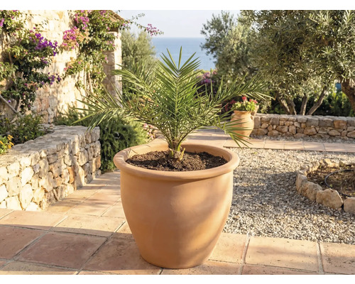 Ďatlovník v terakotovom kvetináči pre záhradu