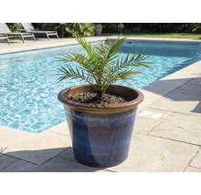 Datľovník v modrom keramickom kvetináči pri bazéne