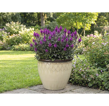 Purpurovo fialová celózia v kvetináči v záhrade.