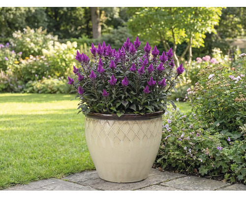 Purpurovo fialová celózia v kvetináči v záhrade.