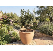 Olivovník v terakotovej nádobe v záhrade