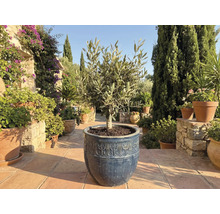 Olivovník v kvetináči v záhrade