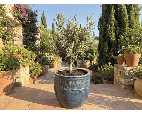 Olivovník v kvetináči v záhrade