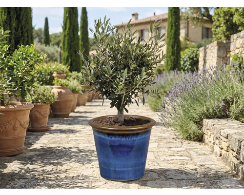 Olivovník v modrom keramickom kvetináči v záhrade