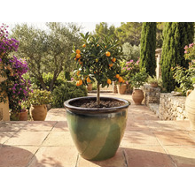 Kumquatovník v kvetináči na terase.