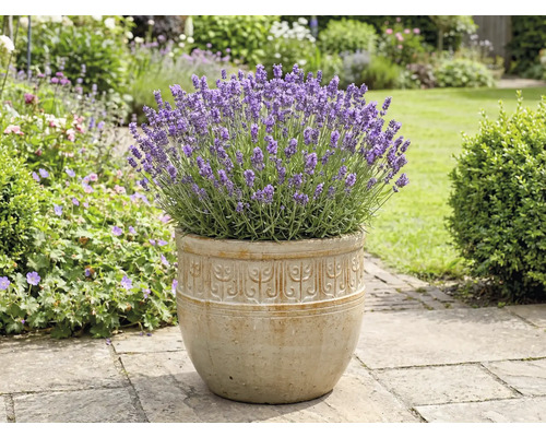 Levanduľa v kvetináči v záhrade