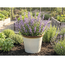 Kvitnúca kocúrnik obyčajný v kvetináči v záhrade.