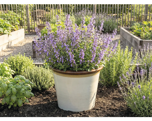 Kvitnúca kocúrnik obyčajný v kvetináči v záhrade.