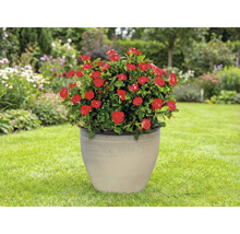 Črepníková ruža s červenými kvetmi v keramickom kvetináči v záhrade.