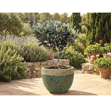 Olivovník v kvetináči v záhrade