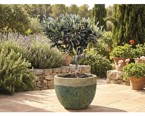 Olivovník v kvetináči v záhrade