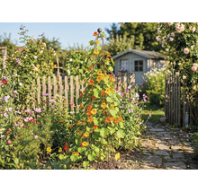 Záhrada s podperou pre popínavé rastliny, osadená kapucínkou väčšou a záhradným domčekom v pozadí.