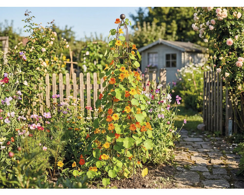 Záhrada s podperou pre popínavé rastliny, osadená kapucínkou väčšou a záhradným domčekom v pozadí.