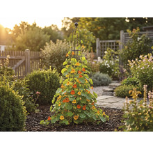 Pohľad do záhrady s popínavými rastlinami na podpore