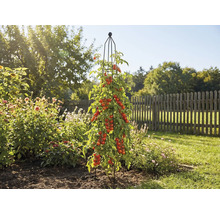 Rastlina paradajky s oporou v záhrade