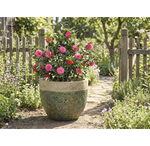 Kamélia s ružovými kvetmi v kvetináči v záhrade