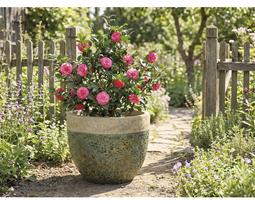 Kamélia s ružovými kvetmi v kvetináči v záhrade