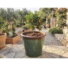 Kumquatový strom vo veľkej nádobe vonku