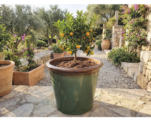 Kumquatový strom vo veľkej nádobe vonku