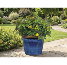 Kvitnúca rastlina v modrom kvetináči v záhrade