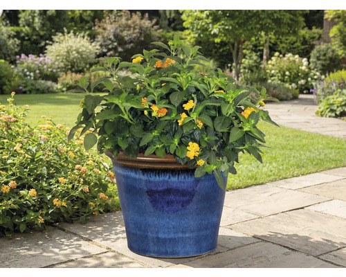 Kvitnúca rastlina v modrom kvetináči v záhrade